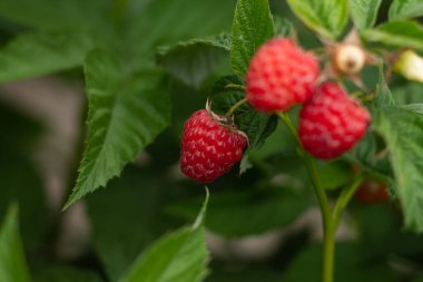 Yeşil arpa fabrikasını kapatın.