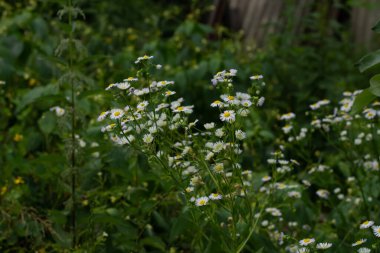 Yeşil arpa fabrikasını kapatın.