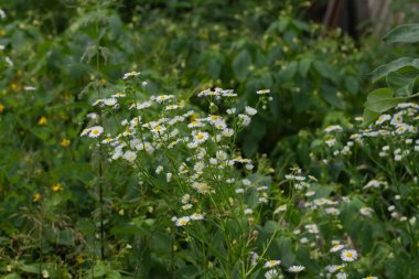 Yeşil arpa fabrikasını kapatın.