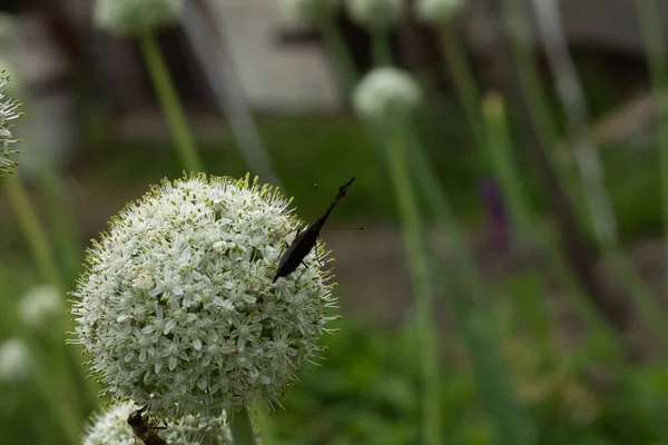 Primer Plano Diente León Blanco — Foto de Stock