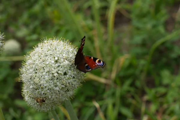 Eine Schöne Ansicht Eines Schmetterlings Auf Einer Blume — Stockfoto
