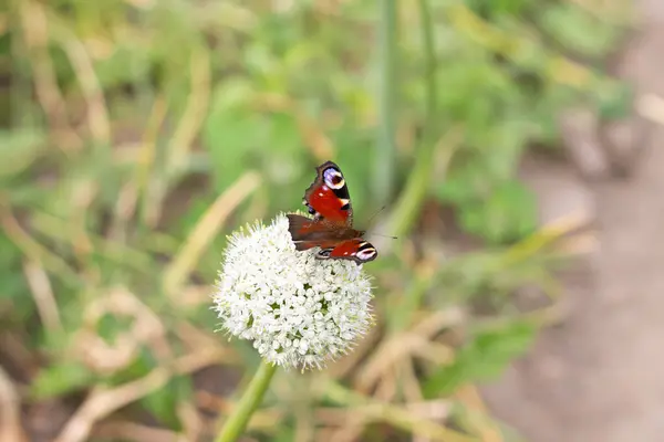 Mariposa Una Flor Hierba — Foto de Stock