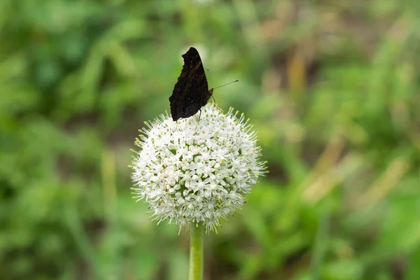 Yazın bahçede güzel bir çiçek