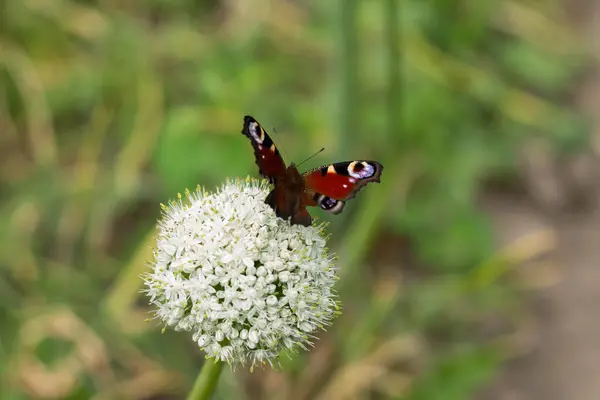 Una Mariposa Sienta Una Flor — Foto de Stock