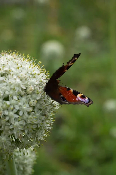 Una Mariposa Flor — Foto de Stock