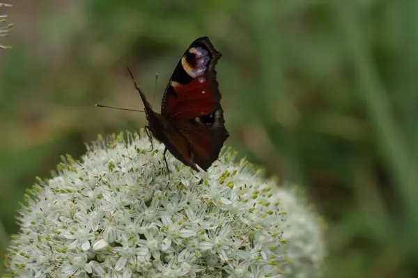 stock image butterfly on the flower