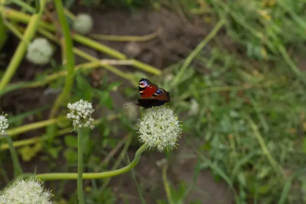 Çiçekteki kelebek.