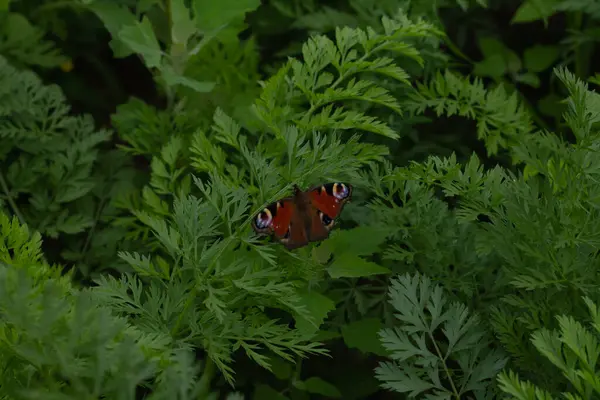 Mariposa Roja Jardín — Foto de Stock