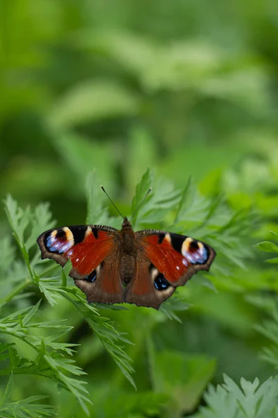 Schöner Schmetterling Auf Einem Grünen Blatt — Stockfoto