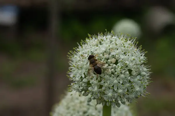 stock image white flower with bee in garden