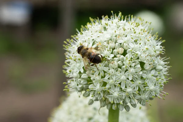 stock image bee on white flower