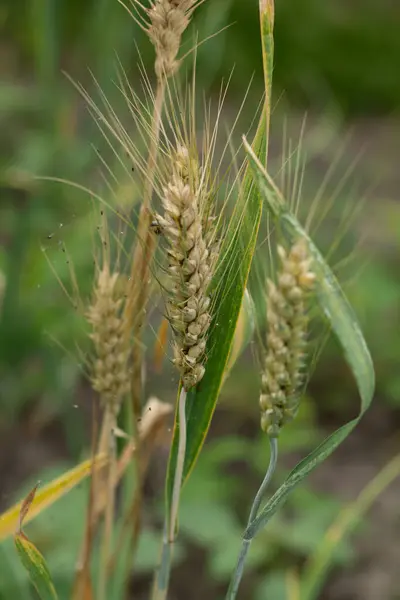 Yeşil arpa fabrikasını kapatın.