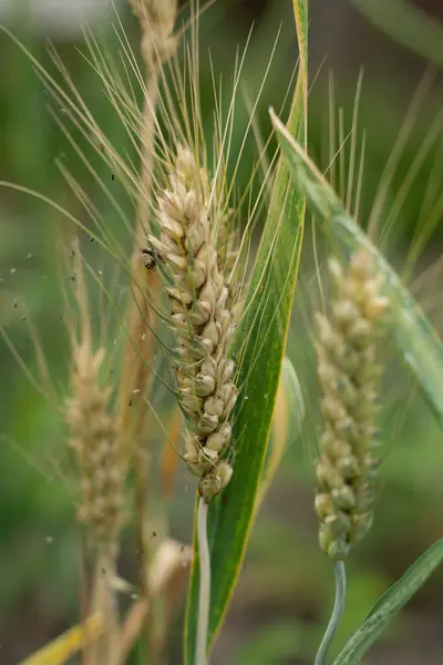 Yeşil arpa fabrikasını kapatın.