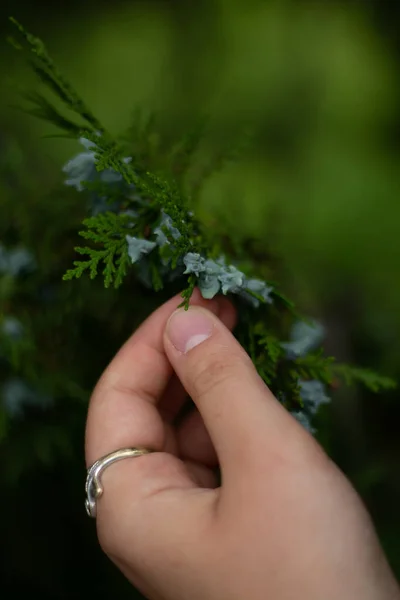 Mão Segurando Folhas Verdes — Fotografia de Stock
