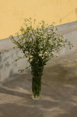 Çok sayıda küçük papatyadan oluşan bir buket. Beyaz papatya çayı