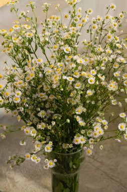 Çok sayıda küçük papatyadan oluşan bir buket. Beyaz papatya çayı