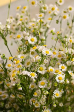 Çok sayıda küçük papatyadan oluşan bir buket. Beyaz papatya çayı