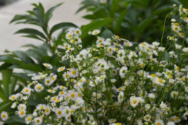Bahçedeki güzel beyaz çiçekler