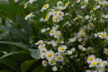 Bahçede beyaz çiçekler