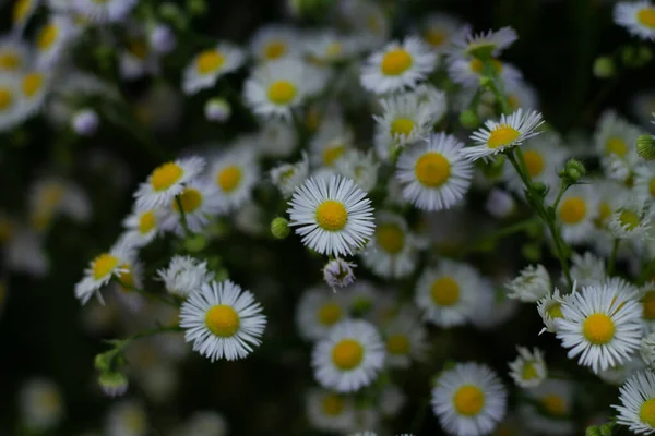 Bouquet Aus Einer Großen Anzahl Kleiner Margeriten Weiße Kamille — Stockfoto