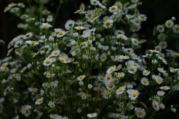 小規模なデイジーの多数の花束 白いカモミール — ストック写真