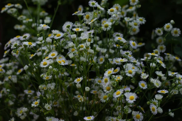Bouquet Large Number Small Daisies White Chamomile — Stock Photo, Image