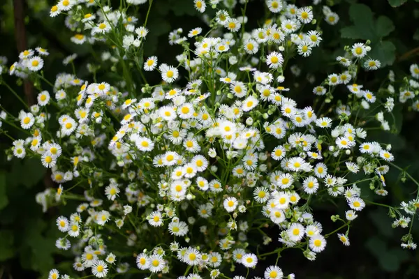 Bouquet Large Number Small Daisies White Chamomile — Stock Photo, Image
