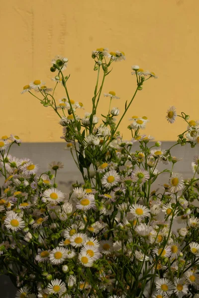 Çok sayıda küçük papatyadan oluşan bir buket. Beyaz papatya çayı