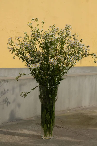 Çok sayıda küçük papatyadan oluşan bir buket. Beyaz papatya çayı