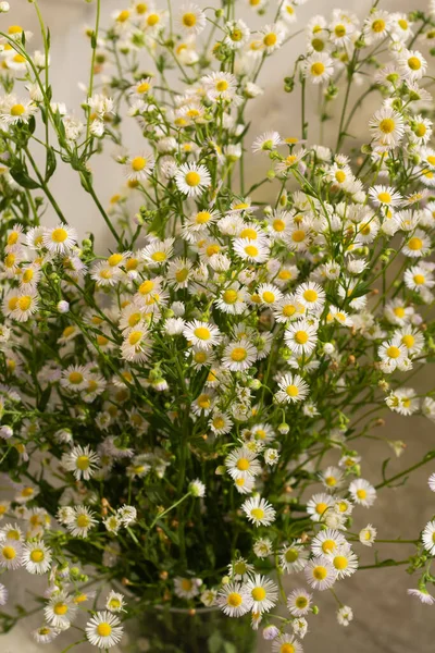 Bouquet of a large number of small daisies. white chamomile