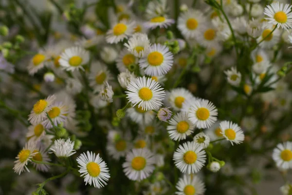 Bouquet of a large number of small daisies. white chamomile