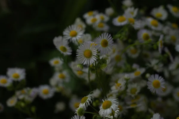 Closeup Beautiful White Flowers Blurred Background — Stock Photo, Image