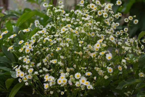 Gros Plan Fleur Blanche Dans Jardin — Photo