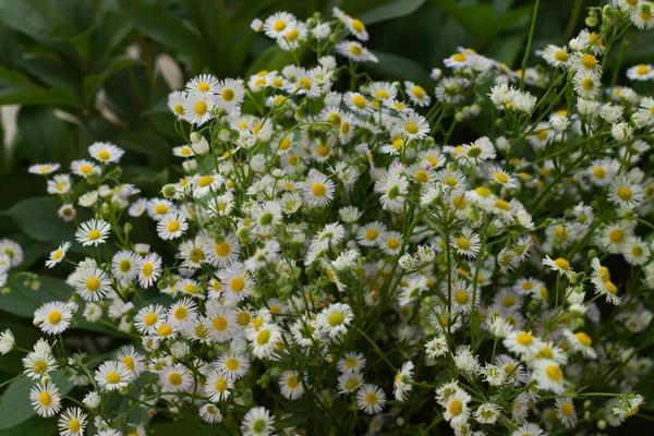 Bahçede beyaz çiçekler