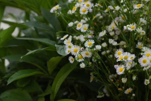 Білі Ромашки Фоні Зеленої Трави — стокове фото