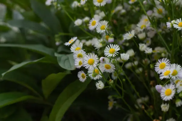 Margaridas Brancas Jardim — Fotografia de Stock