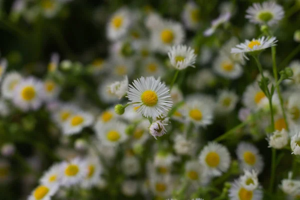 Белые Цветы Зеленом Лугу — стоковое фото