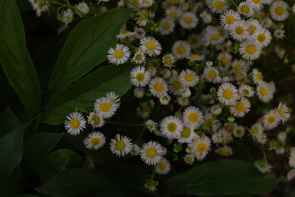 Margaridas Brancas Jardim — Fotografia de Stock