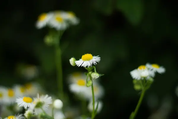 Bouquet Aus Einer Großen Anzahl Kleiner Margeriten Weiße Kamille — Stockfoto