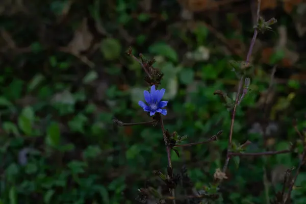 Bahçedeki güzel çiçekler
