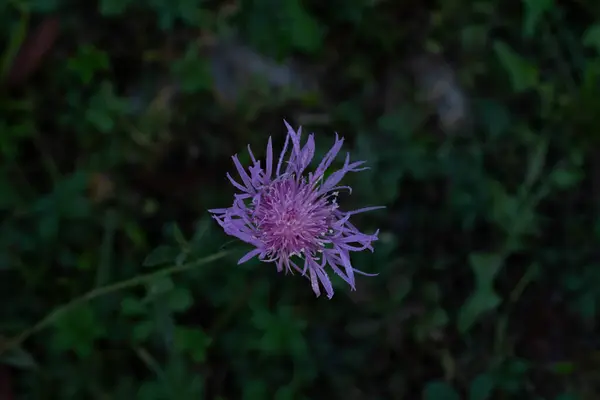 Bahçedeki pembe çiçek