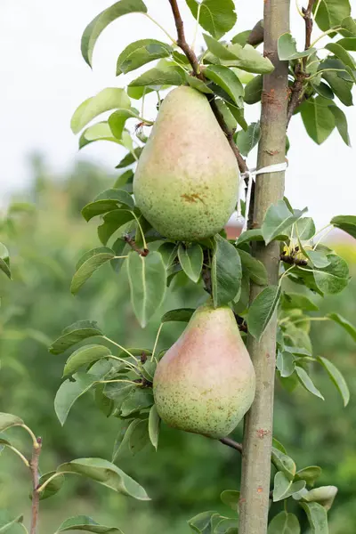 Ağaçta olgun armutlar.