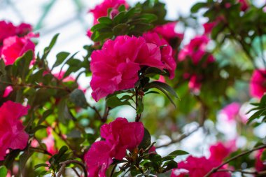 Yaylar Canlı Kucaklaşma: Pembe Azalea Tam İhtişamlı Çiçek Açtı