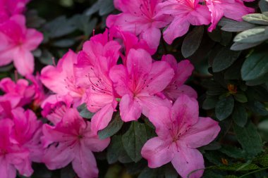 Yaylar Canlı Kucaklaşma: Pembe Azalea Tam İhtişamlı Çiçek Açtı