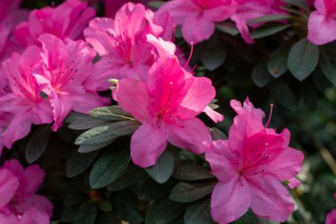 Yaylar Canlı Kucaklaşma: Pembe Azalea Tam İhtişamlı Çiçek Açtı