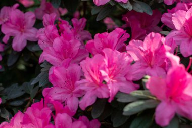 Yaylar Canlı Kucaklaşma: Pembe Azalea Tam İhtişamlı Çiçek Açtı