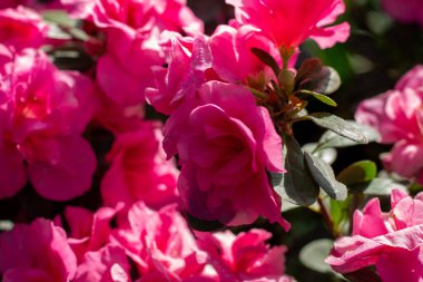 Yaylar Canlı Kucaklaşma: Pembe Azalea Tam İhtişamlı Çiçek Açtı