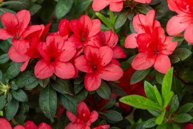 Koyu kırmızı açelya yeşil yaprakların arasında çiçek açar. Seyircileri büyüler.