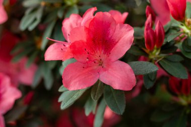 Koyu kırmızı açelya yeşil yaprakların arasında çiçek açar. Seyircileri büyüler.