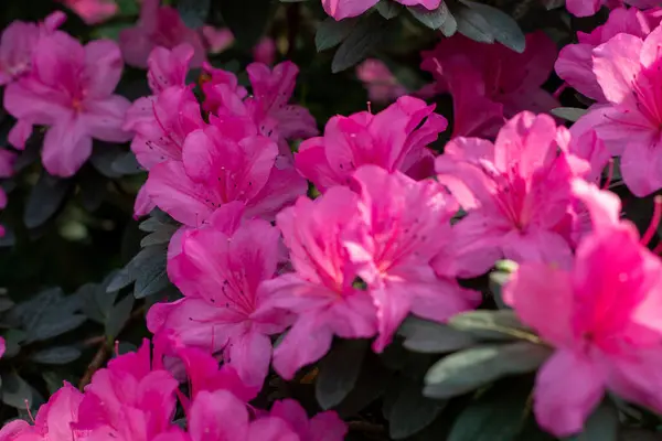 Yaylar Canlı Kucaklaşma: Pembe Azalea Tam İhtişamlı Çiçek Açtı